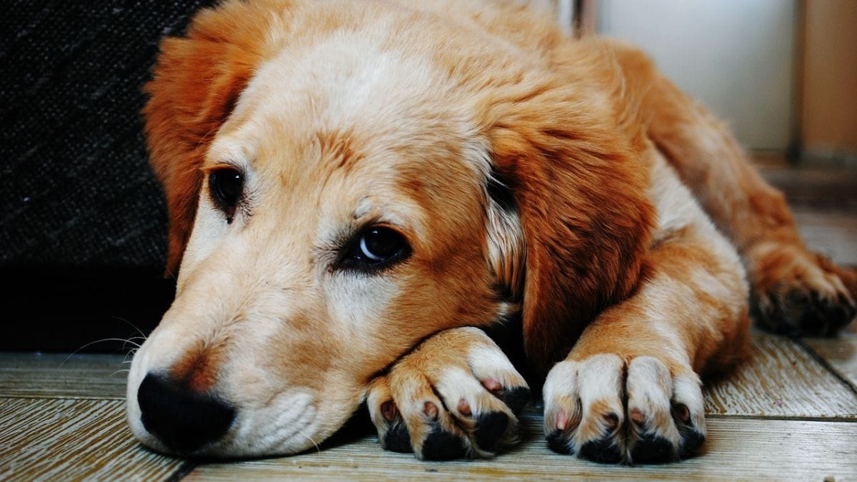 Milztumor beim Hund Symptome, OP, Lebenserwartung, wann einschläfern?